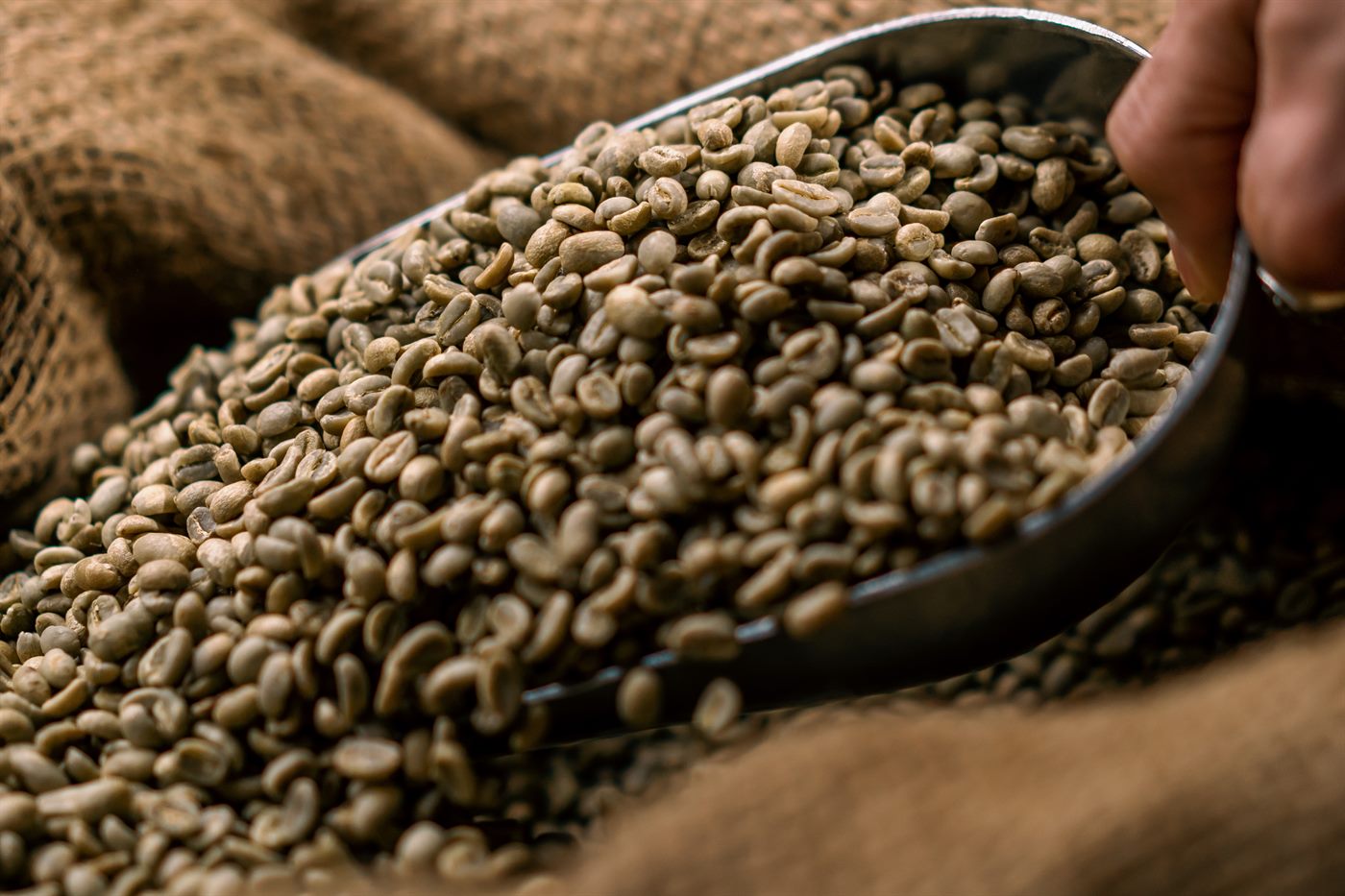 Green bean mentah tersortasi dalam karung