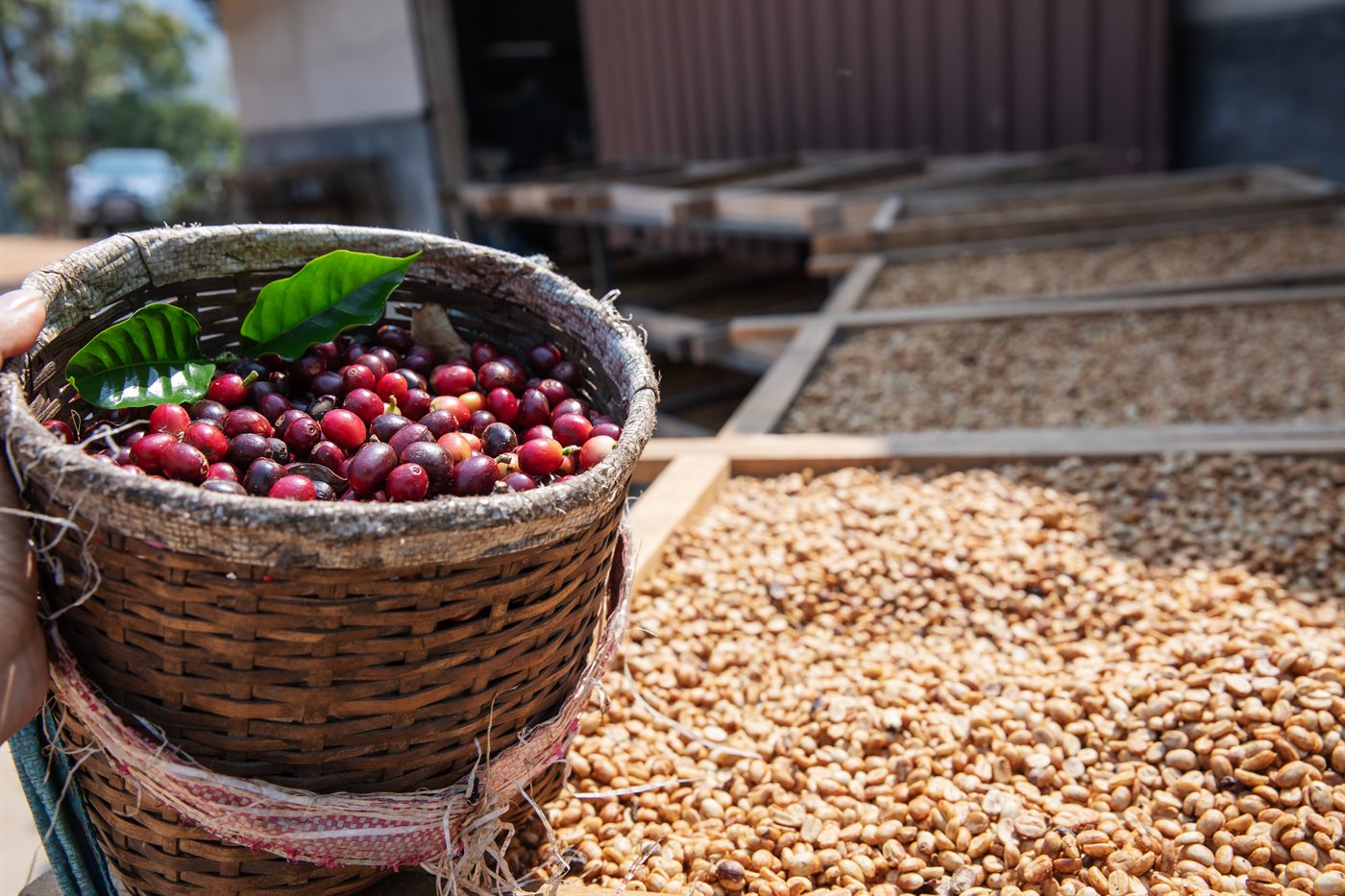 Keranjang ceri kopi hasil panen