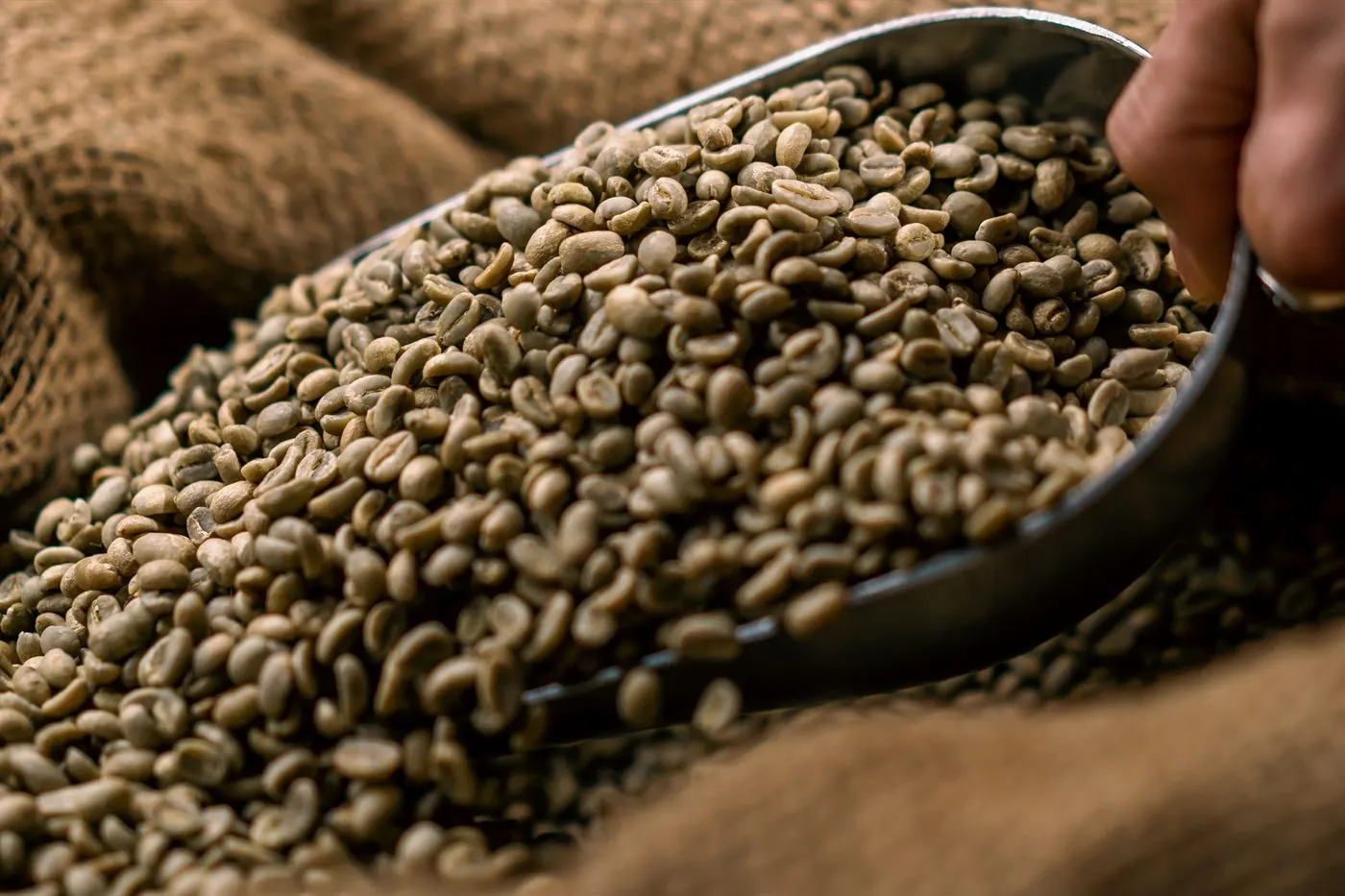 Green bean mentah tersortasi dalam karung