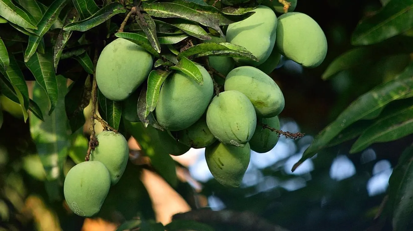 Mangga muda di pohon — karakter rasa Tropical Mango