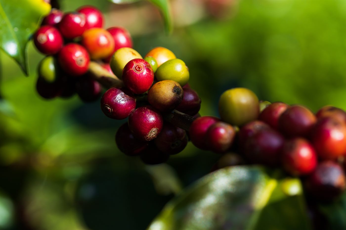 Ceri kopi matang di pohon