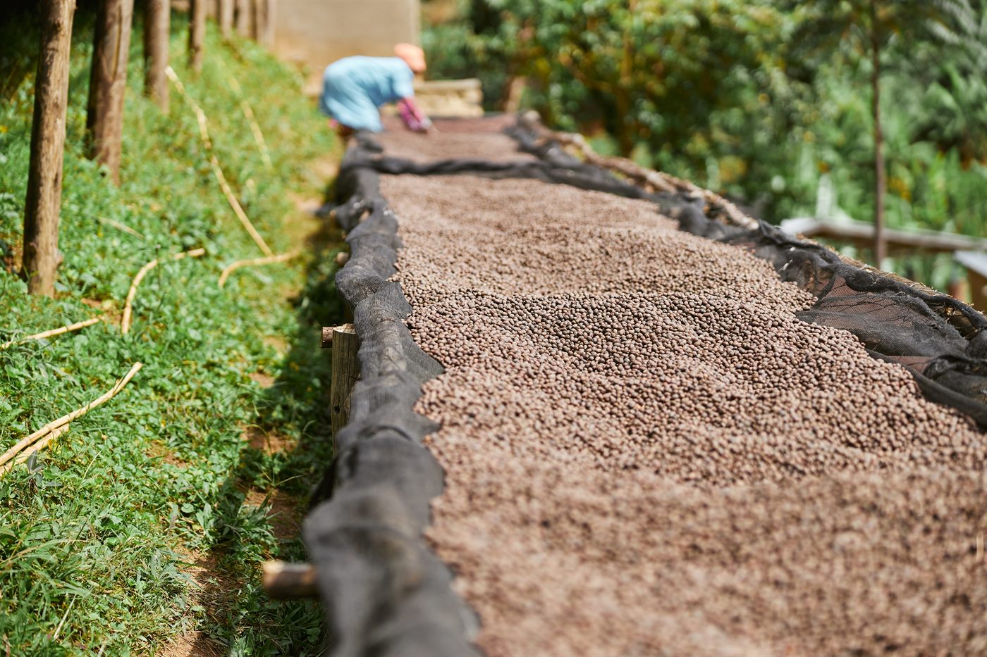 Sortasi green bean tersortir rapi