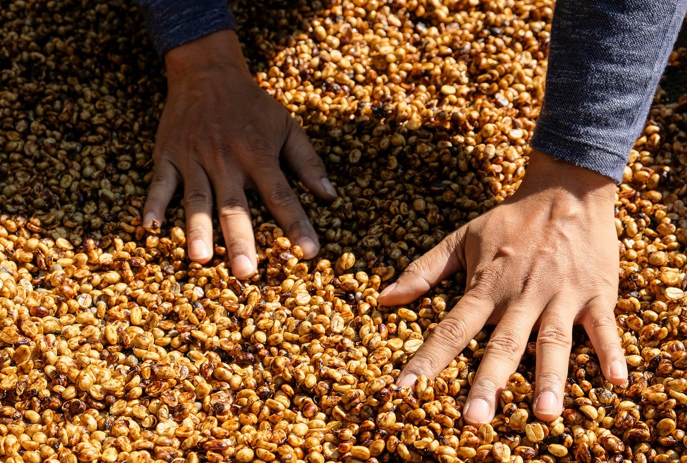 Petani menyortir biji kopi dengan tangan